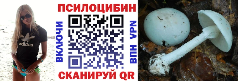 Купить где  Болхов  Псилоцибиновые грибы Psilocybe 